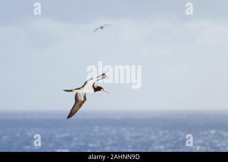 Ein Braunbooby, Sula leucogaster, fliegt über das Karibische Meer und sucht nach Fischen in der Nähe der Wasseroberfläche Stockfoto