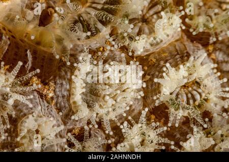 Closeup Coral Polyp Stockfoto