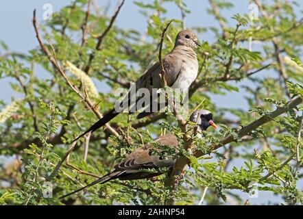 Namaqua Dove (Oena capensis capensis) Paar in Baum Murchison Falls National Park gehockt, Uganda November Stockfoto