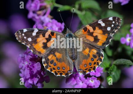 Painted Lady Butterfly, Vanessa cardui Stockfoto