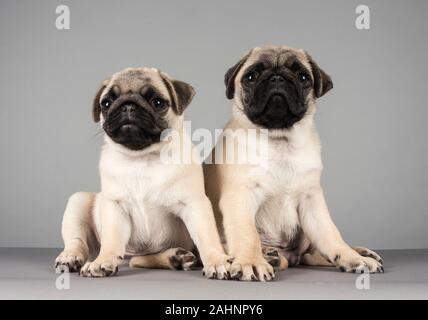 Mops Welpen, Großbritannien. Stockfoto