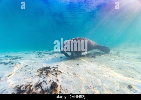 Extreme Weitwinkel geschossen von einem Wild West Indian Manatee (Trichechus Manatus) im warmen, seichten Gewässern eines zentralen Florida Frühling. Stockfoto