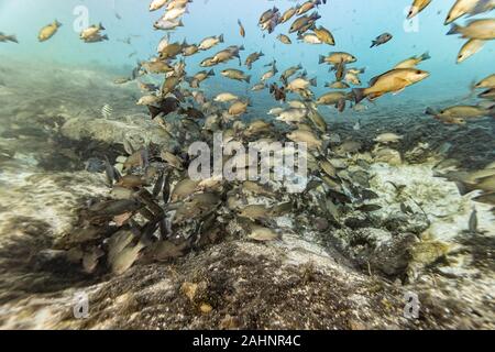 Extreme Wide Shot Mangrove Schnapper (Lutjanus griseus) sich die Erwärmung in der warmen 72 Grad Wasser aus unterirdischen Quellen. Stockfoto