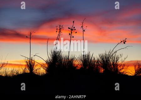 Yucca Sonnenuntergang im White Sands Nationalpark Stockfoto
