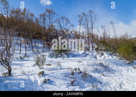 Kühe am Berg mit Schnee im Sanabria, in der Nähe der See, Castilla y Leon, Spanien Stockfoto
