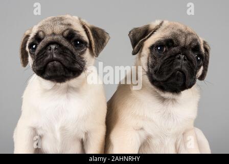 Mops Welpen, Großbritannien. Stockfoto