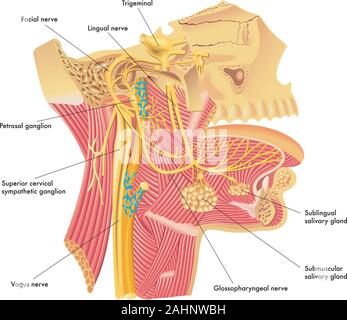 Medizinischen Abbildung des vegetativen Nerven im Kopf. Stock Vektor