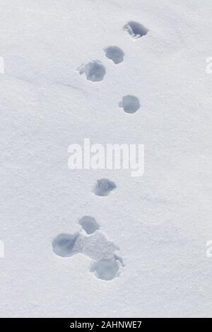 Close up Spuren im Schnee von Mountain Hare/Alpine Hase/Schneehase (Lepus timidus) im Winter Stockfoto