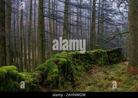 Ein Moos bedeckt Trockenmauer durch die Wälder im englischen Lake District. Stockfoto