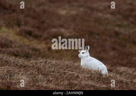 Schneehase/Alpine Hase/Schneehase (Lepus timidus) in weiß winter Fell Futter in Heide im Cairngorms Nationalpark in der Feder, Schottland, Großbritannien Stockfoto