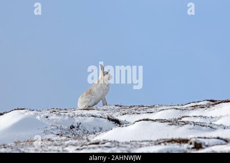 Schneehase/Alpine Hase (Lepus timidus) in weiß winter Fell Nahrungssuche im Schnee Moor im Cairngorms Nationalpark in der Feder, Schottland, Großbritannien Stockfoto
