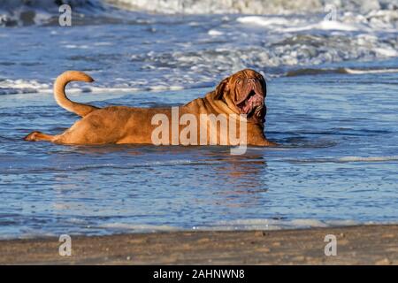 Unleashed Dogue de Bordeaux/Bordeauxdogge/Bordeauxdog, Hund Abkühlung im Meer Wasser gestreckt am Strand Stockfoto