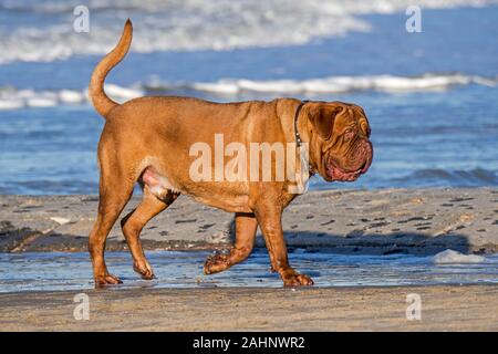 Unleashed Dogue de Bordeaux/Bordeauxdogge/Bordeauxdog, französische Hunderasse zu Fuß am Sandstrand entlang der Nordseeküste Stockfoto