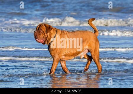 Unleashed Dogue de Bordeaux/Bordeauxdogge/Bordeauxdog, französische Hunderasse Paddeln im Meer Wasser entlang der Nordseeküste. Stockfoto