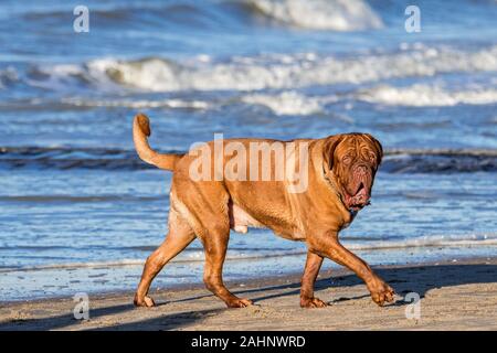 Unleashed Dogue de Bordeaux/Bordeauxdogge/Bordeauxdog, französische Hunderasse zu Fuß am Sandstrand entlang der Nordseeküste Stockfoto