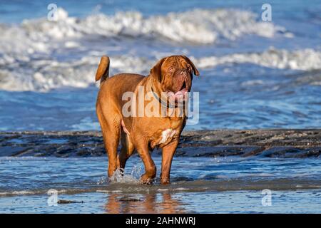 Unleashed Dogue de Bordeaux/Bordeauxdogge/Bordeauxdog, französische Hunderasse Paddeln im Meer Wasser entlang der Nordseeküste. Stockfoto