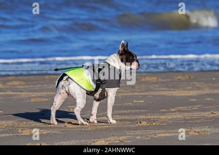 Französische Bulldogge tragen verstellbarer Fuß Kabelbaum und Hund Mantel / Jacke gegen die Kälte am Strand im Winter Stockfoto