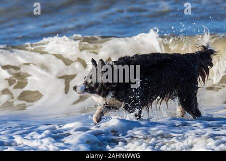 Paddeln unleashed Border Collie verlassen Meer Wasser nach dem Spielen in der Brandung entlang der Nordseeküste Stockfoto