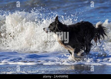 Ausführen von unleashed Border Collie verlassen Meer Wasser nach dem Spielen in der Brandung entlang der Nordseeküste Stockfoto