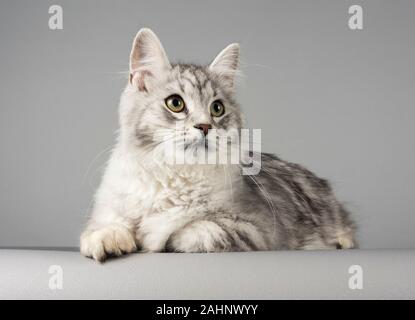 Silber gestromt - Sibirische Katze 7 Monate alt, männlich, UK. Stockfoto