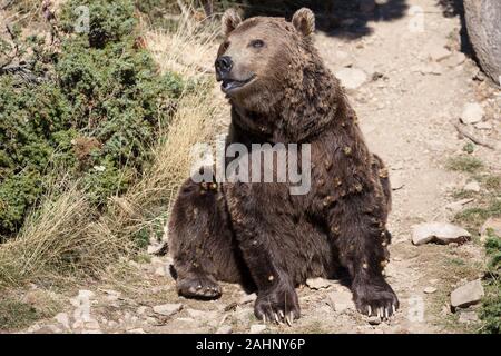 Brauner Bär der Pyrenäen in einem Wald von Sant Julia de Loria, Andorra. Stockfoto