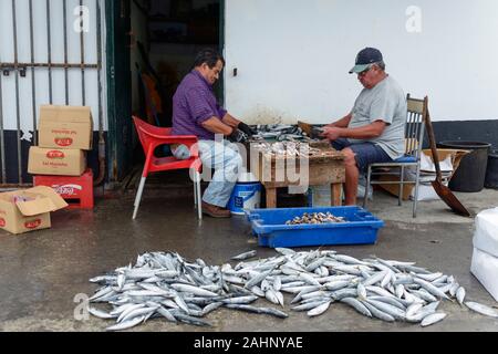 Menschen verarbeiten Fisch, Sao Mateus de Calheta aus, Terceira, Azoren, Portugal Stockfoto