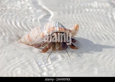 Kuba, Karibik, Cayo Blanco; Muschel mit Einsiedlerkrebs Stockfoto