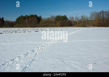 Tierische Spuren im Schnee Stockfoto