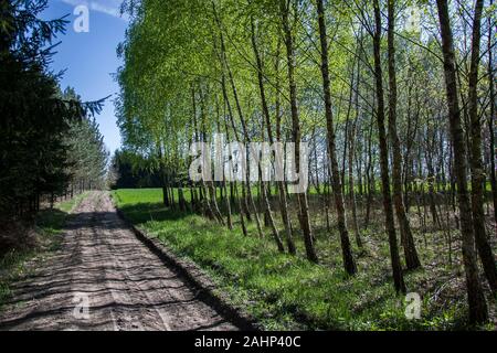 Avenue mit Bäumen Stockfoto