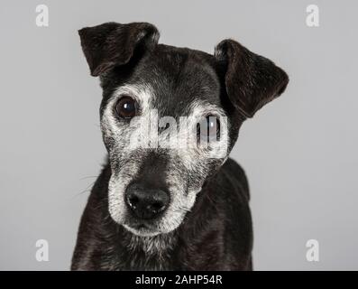 Patterdale Terrier, Großbritannien. Stockfoto