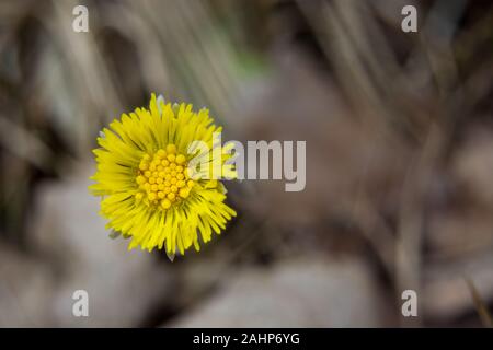 Einzelne gelbe Huflattich Blüte - closeup, Feder anzeigen Stockfoto
