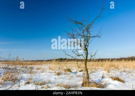 Kleine blattlosen Baum gegen den Himmel im Winter Stockfoto