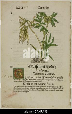 Hans Weiditz, II. Christwurz (Flower) von Herbarium (kräuterbuch), Platte 96 von Holzschnitten aus Büchern aus dem 16. Jahrhundert. 1532. Deutschland. Hand - farbige Holzschnitt auf Papier Stockfoto