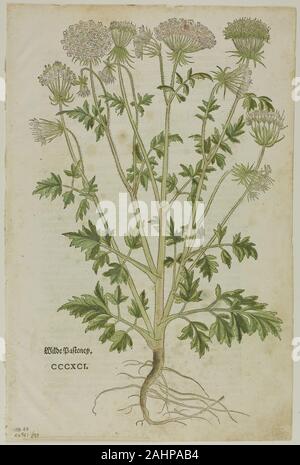 Heinrich Füllmaurer. Blatt aus New Kreuterbuch, die von Leonhart Fuchs, Platte 97 von Holzschnitten aus Büchern aus dem 16. Jahrhundert. 1543. Die Schweiz. Holzschnitt auf Papier Stockfoto