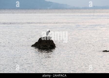 Pacific Reef-Egret (Egretta sacra) auf einem Felsen Stockfoto