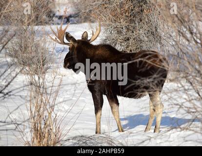 Ein Bull Moose Futter auf den verschneiten Wiesen im Winter bei Seedskadee National Wildlife Refugee in Sweetwater County, Wyoming. Stockfoto