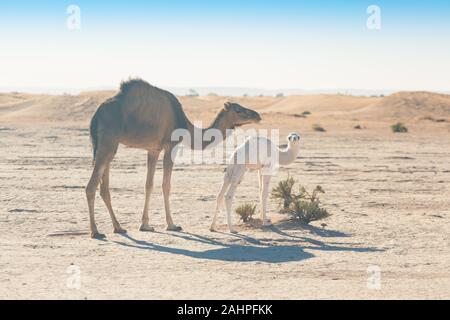 Baby Kamel und Mutter Kamel in der Sahara Wüste zwischen den kleinen Sanddünen, schöne Tierwelt in der Nähe Oase. Kamele wandern in der Wüste in Marokko. Braun Stockfoto