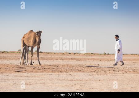 Sahara, Marokko, 06-Januar-2020. Beduinen und Mutter und Baby Camel Camel auf dem Weg durch die Dünen. Schönen sonnigen Tag in der Sahara, Marokko Stockfoto