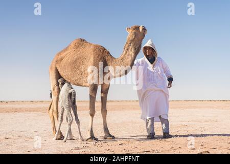 Sahara, Marokko, 06-Januar-2020. Beduinen und Mutter und Baby Camel Camel auf dem Weg durch die Dünen. Schönen sonnigen Tag in der Sahara, Marokko Stockfoto