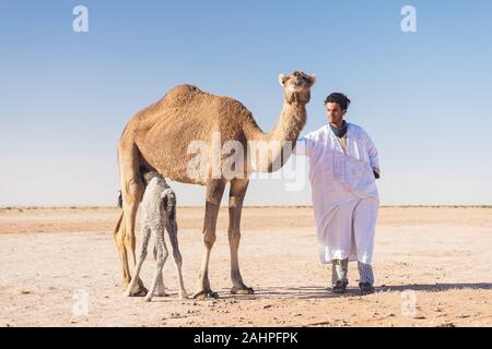 Sahara, Marokko, 06-Januar-2020. Beduinen und Mutter und Baby Camel Camel auf dem Weg durch die Dünen. Schönen sonnigen Tag in der Sahara, Marokko Stockfoto