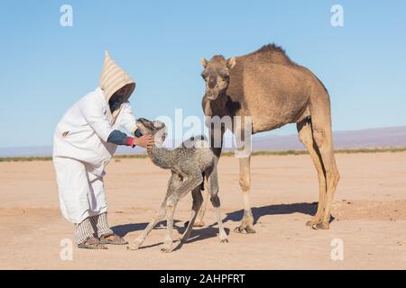 Sahara, Marokko, 06-Januar-2020. Beduinen und Mutter und Baby Camel Camel auf dem Weg durch die Dünen. Schönen sonnigen Tag in der Sahara, Marokko Stockfoto