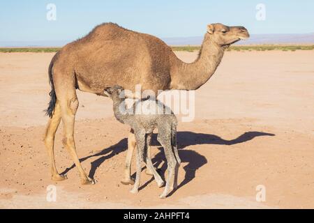 Sahara, Marokko, 06-Januar-2020. Beduinen und Mutter und Baby Camel Camel auf dem Weg durch die Dünen. Schönen sonnigen Tag in der Sahara, Marokko Stockfoto