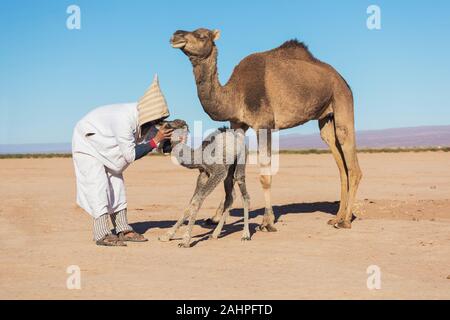 Sahara, Marokko, 06-Januar-2020. Beduinen und Mutter und Baby Camel Camel auf dem Weg durch die Dünen. Schönen sonnigen Tag in der Sahara, Marokko Stockfoto