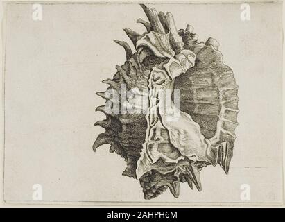 Wenzel Hollar. Pink-Mouth Murex (phyllonotus erythrostomus). 1640 - 1649. Böhmen. Ätzung auf Elfenbeinfarbenem im 17. Jahrhundert gelegt, Muschelschalen populär wurde, sammelbare Objekte, da Sie seltene und exotische. Sie wurde auch gemeinsame Themen für Stillleben als Vanitas, die symbolisch die Vergänglichkeit des Lebens bekannt. Die Radierungen von Wenzel Hollar und Rembrandt van Rijn könnte die gleichzeitige Schönheit und Zerbrechlichkeit der Existenz dar. Während Stillleben im Allgemeinen überaus in Rembrandts Werk selten sind, Hollar der Radierung stammt aus einer Reihe von seash Stockfoto