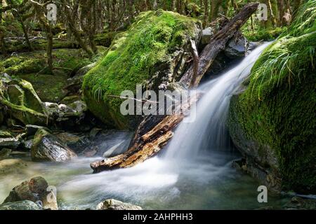 Wasserfall auf einem namenlosen Bach und bemoosten grünen Felsbrocken in der Kahurangi National Park, Neuseeland. Stockfoto