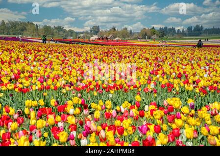 Das jährliche Tulip fest auf der Wooden Shoe Tulip Farm in Woodburn, Oregon Stockfoto
