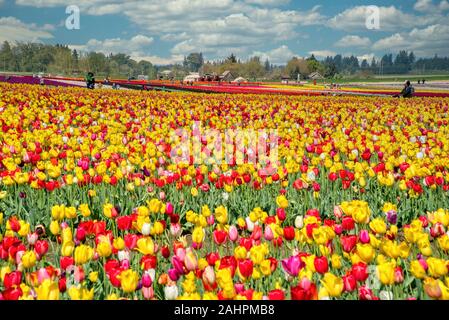 Die jährlichen Tulip Fest am Holzschuh Tulip Farm, in Woodburn, Oregon gelegen, wird am 20. März 2020 beginnen und in der ersten Woche im Mai. Stockfoto