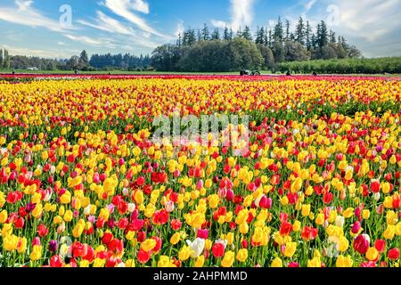 Die jährlichen Tulip Fest am Holzschuh Tulip Farm, in Woodburn, Oregon gelegen, wird am 20. März 2020 beginnen und in der ersten Woche im Mai. Stockfoto