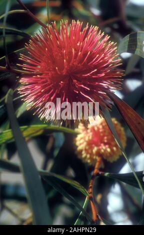 HAKEA LAURINA (PINCUSHION HAKEA) IST ENDEMISCH IN WESTERN AUSTRALIA. HIER SIND DIE PURPURROTEN BLÜTENKÖPFE ABGEBILDET. Stockfoto