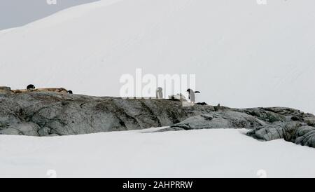 Gentoo Penguins Verschachtelung zwischen den Felsen in der schneebedeckten Landschaft - Petermann Island in der Antarktis. Stockfoto